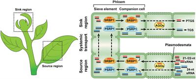 The Mobile Small RNAs: Important Messengers for Long-Distance Communication in Plants